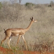 Tsavo, Kea - Impala