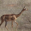 Tsavo, Kea - Impala