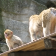 Zoo Wien