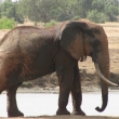 Tsavo, Kea - Sloni