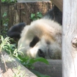 Panda velk, Zoo Wien