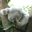 Koala, Zoo Wien